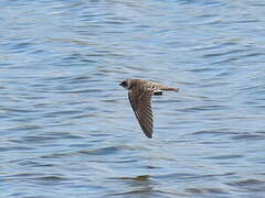 Sand Martin