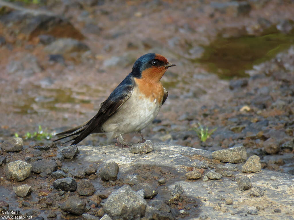 Hirondelle messagèreadulte, identification