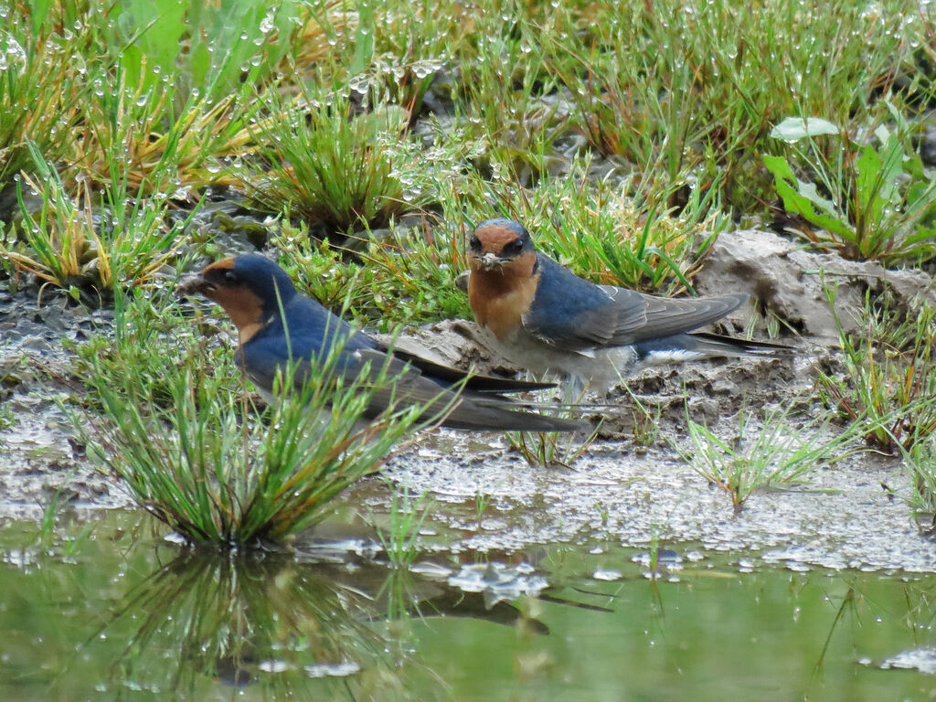 Hirondelle messagère