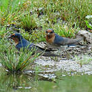 Hirondelle messagère