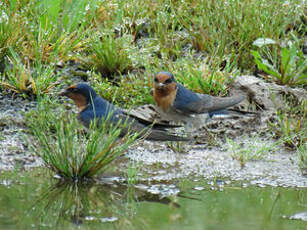 Hirondelle messagère