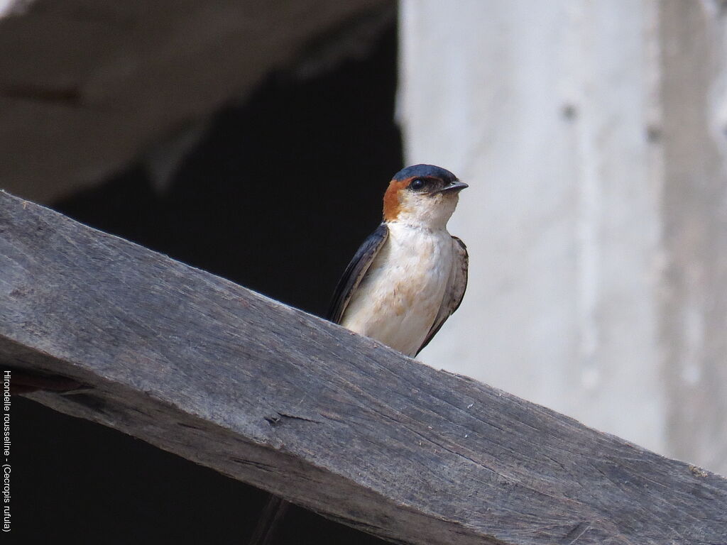 Red-rumped Swallow