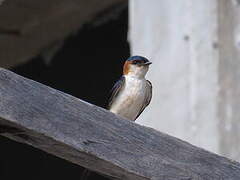 Red-rumped Swallow