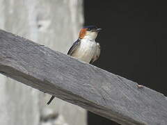 Red-rumped Swallow