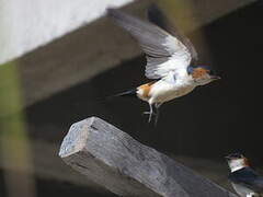 Red-rumped Swallow