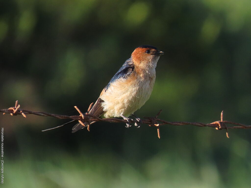 Hirondelle rousseline