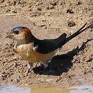 Hirondelle rousseline