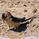 Hirondelle rousseline