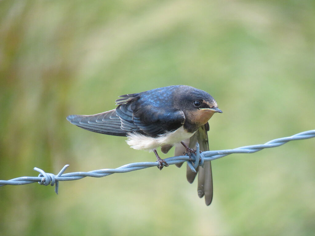 Hirondelle rustiquejuvénile