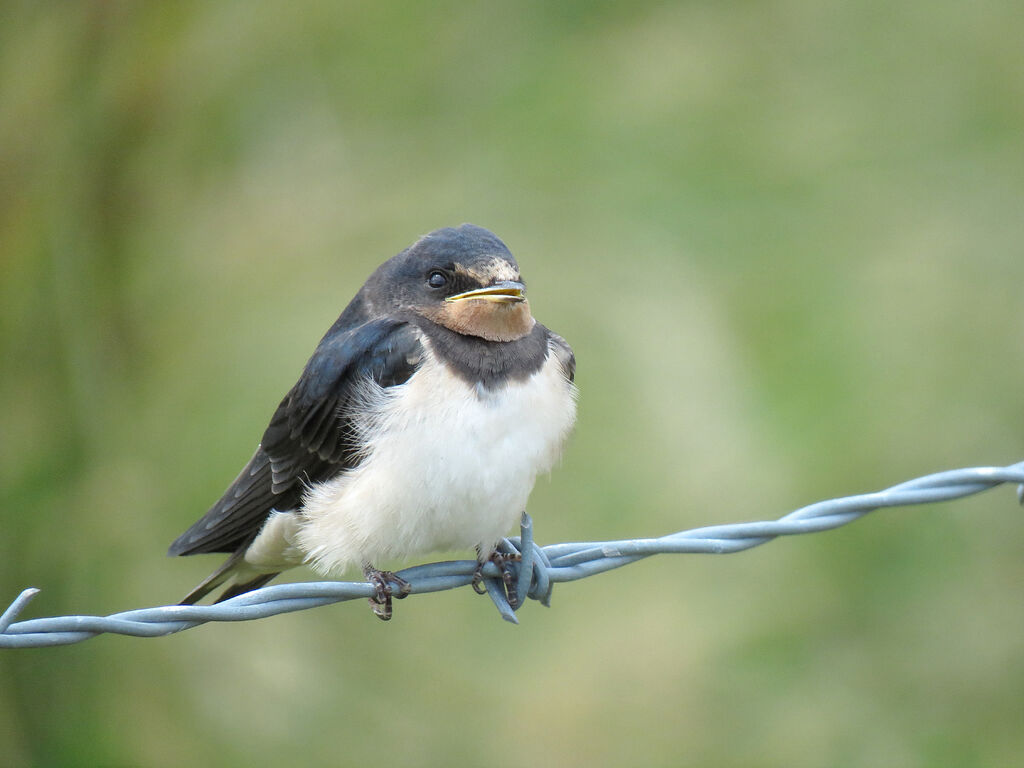 Hirondelle rustiquejuvénile