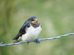 Barn Swallow