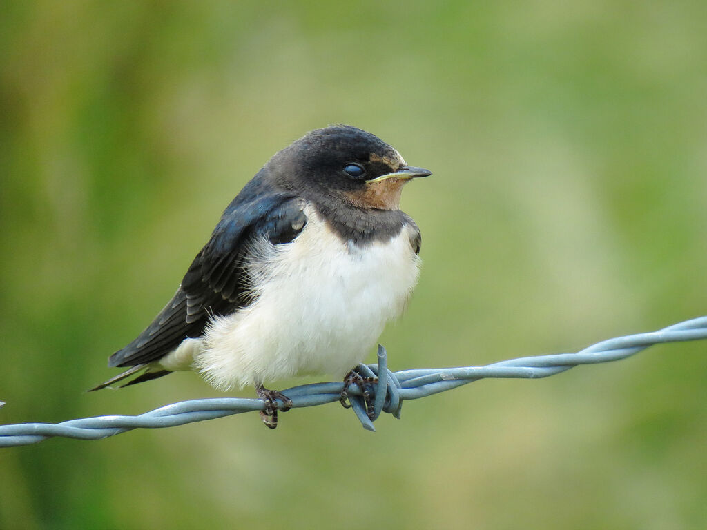 Hirondelle rustiquejuvénile