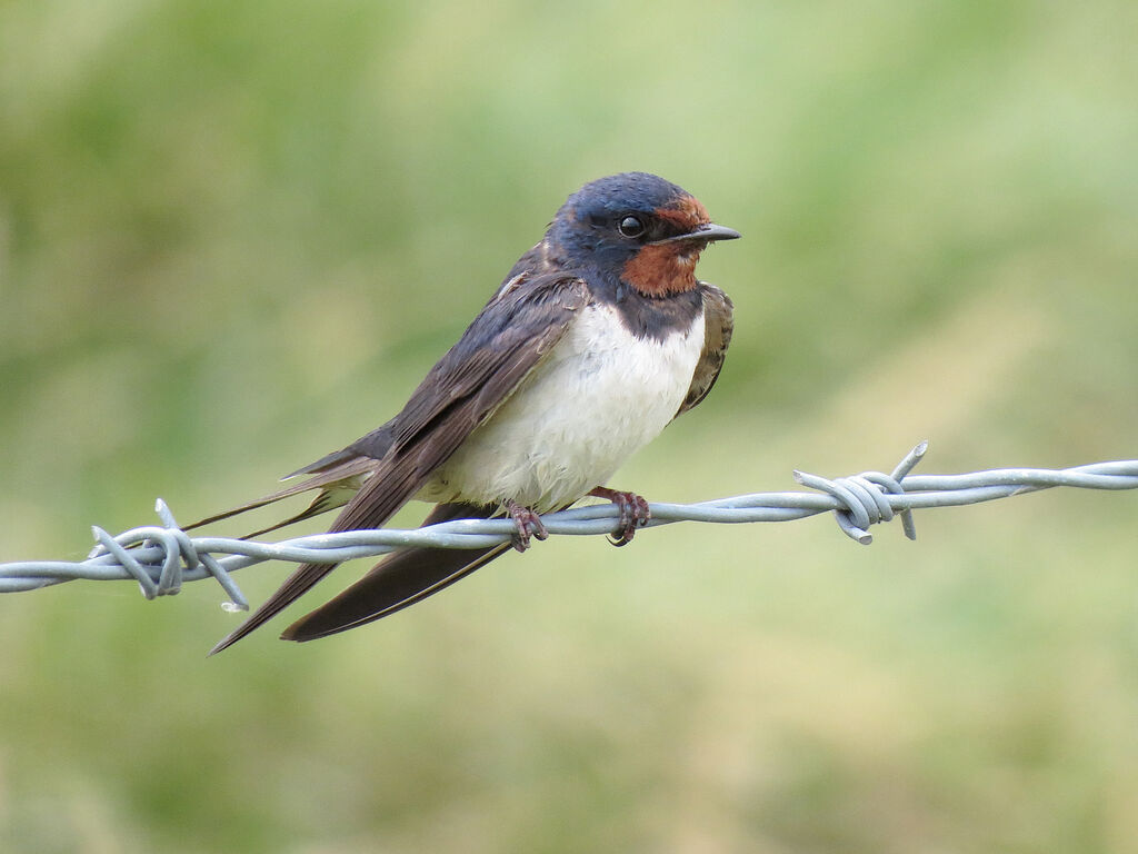 Hirondelle rustique