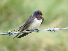 Barn Swallow