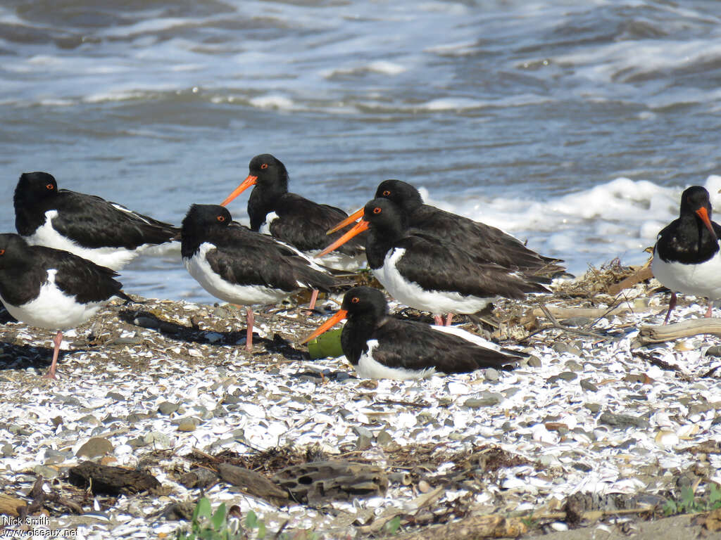 South Island Oystercatcher