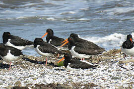 South Island Oystercatcher