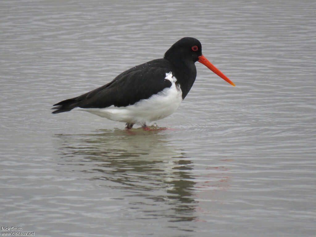 South Island Oystercatcheradult, habitat, pigmentation