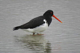 South Island Oystercatcher