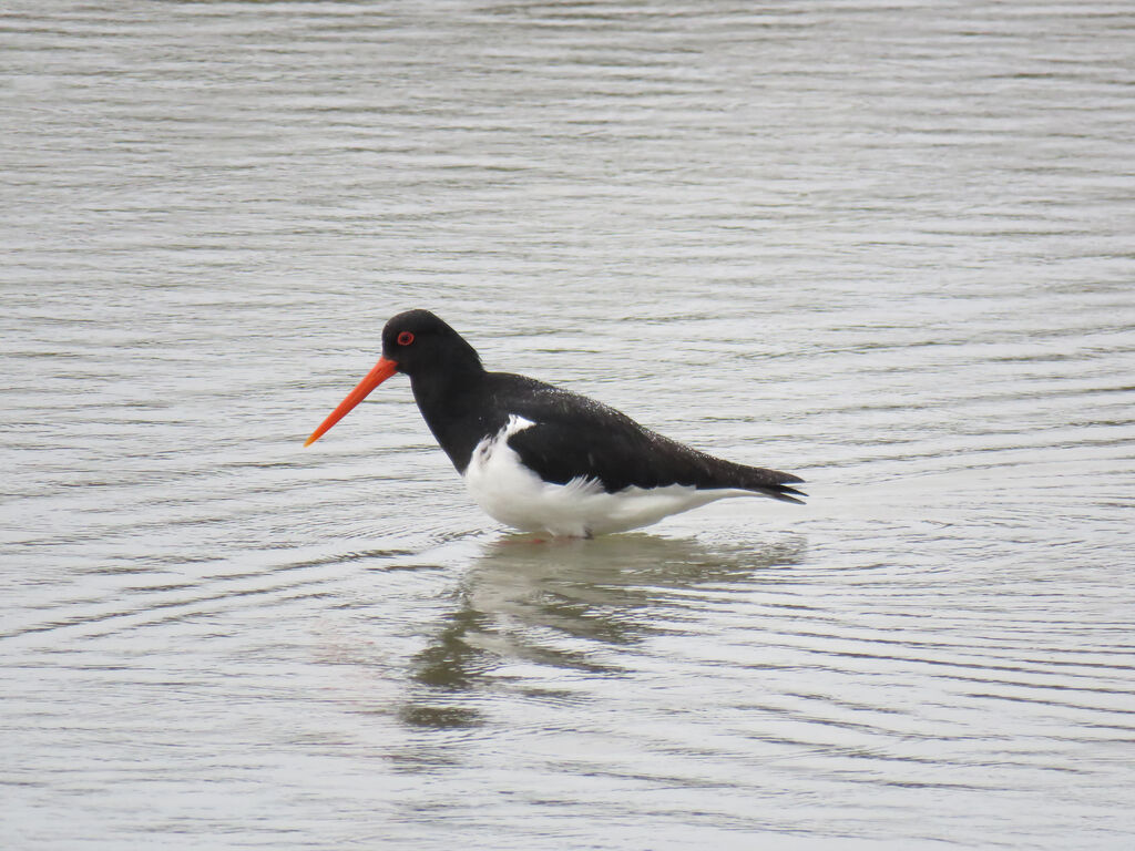 South Island Oystercatcher