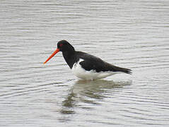 South Island Oystercatcher