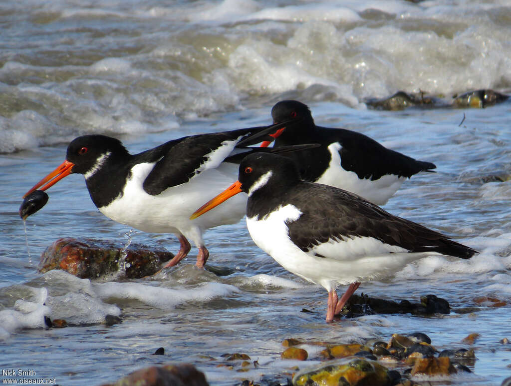 Eurasian Oystercatcher, habitat, feeding habits