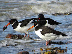 Eurasian Oystercatcher