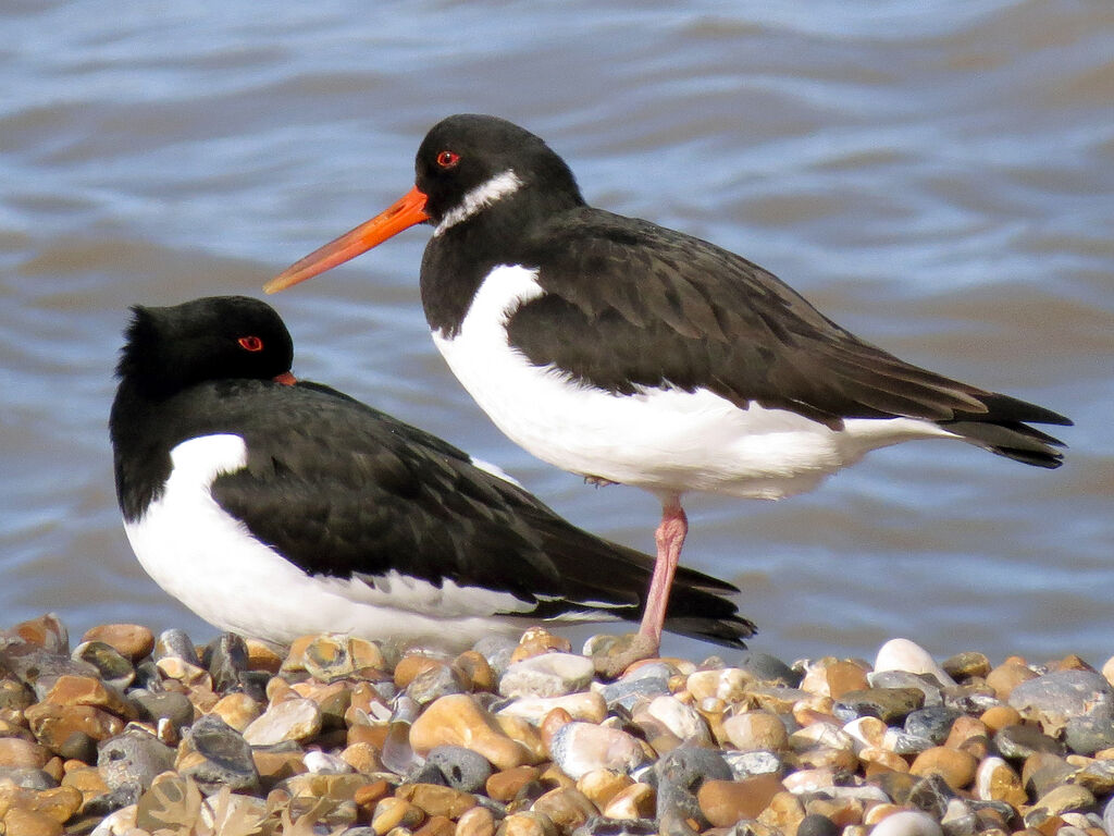 Eurasian Oystercatcher