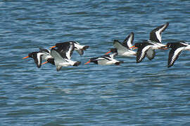 Eurasian Oystercatcher