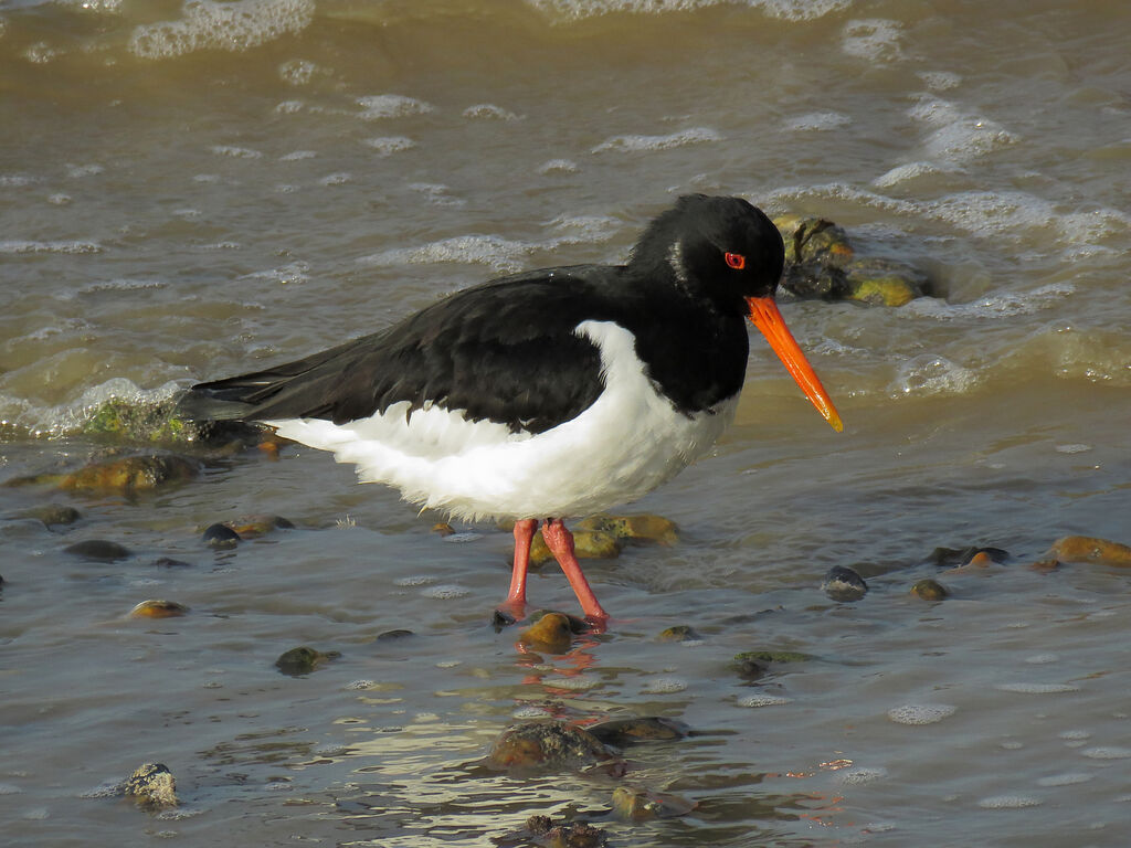 Eurasian Oystercatcher