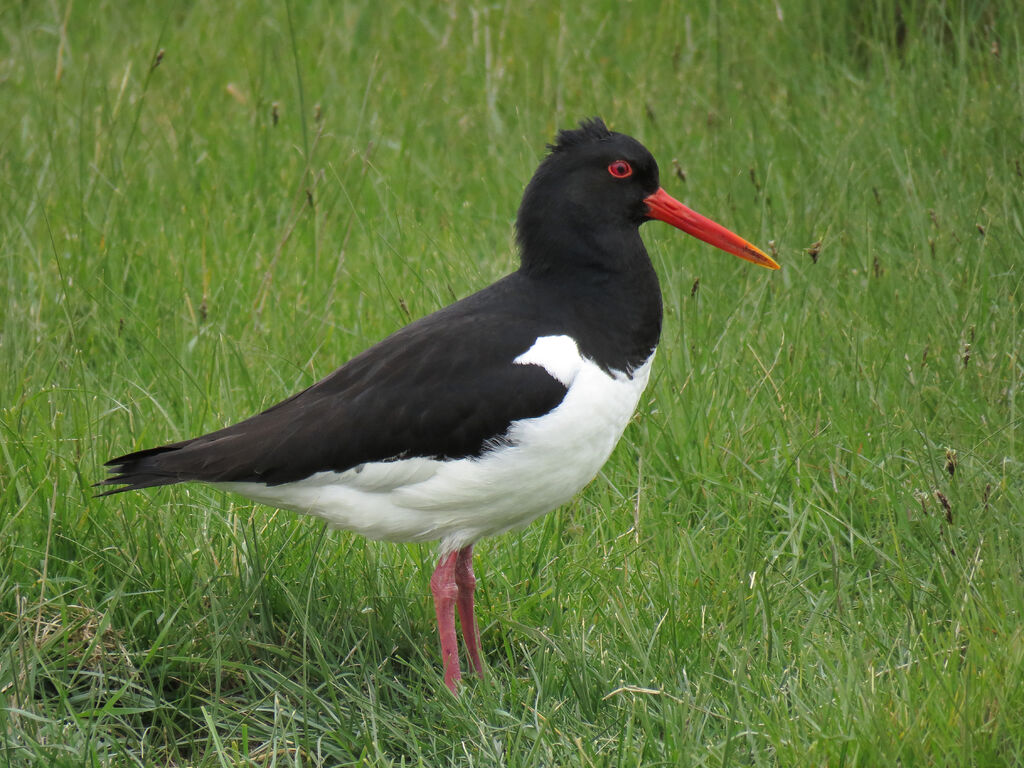 Eurasian Oystercatcher