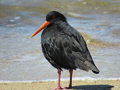 Variable Oystercatcher