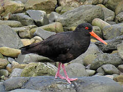 Variable Oystercatcher