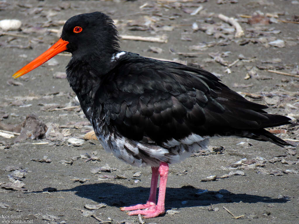 Variable Oystercatcheradult