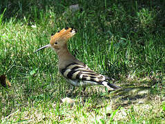 Eurasian Hoopoe