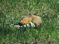 Eurasian Hoopoe