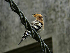 Eurasian Hoopoe