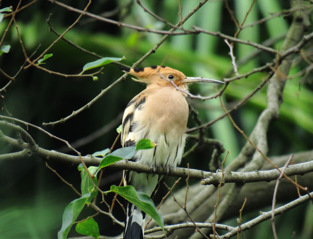 Eurasian Hoopoe