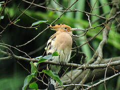 Eurasian Hoopoe