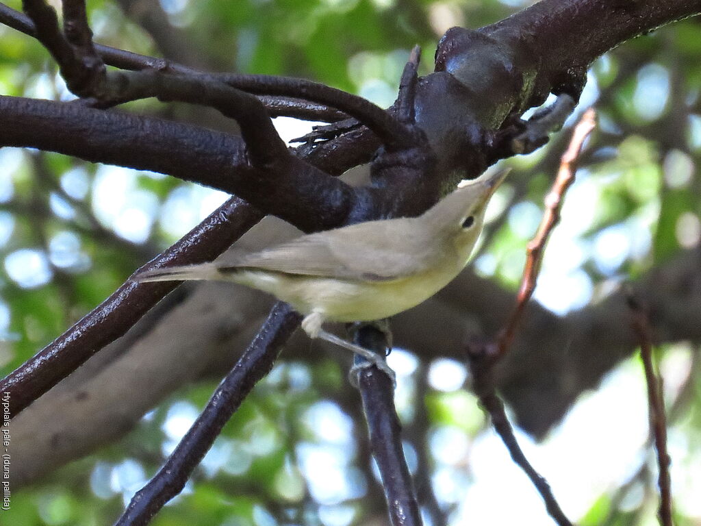 Eastern Olivaceous Warbler