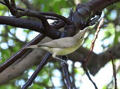 Eastern Olivaceous Warbler