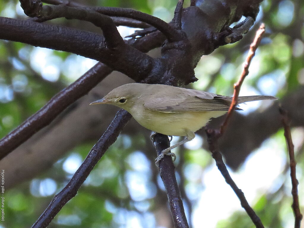 Eastern Olivaceous Warbler