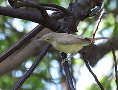 Eastern Olivaceous Warbler