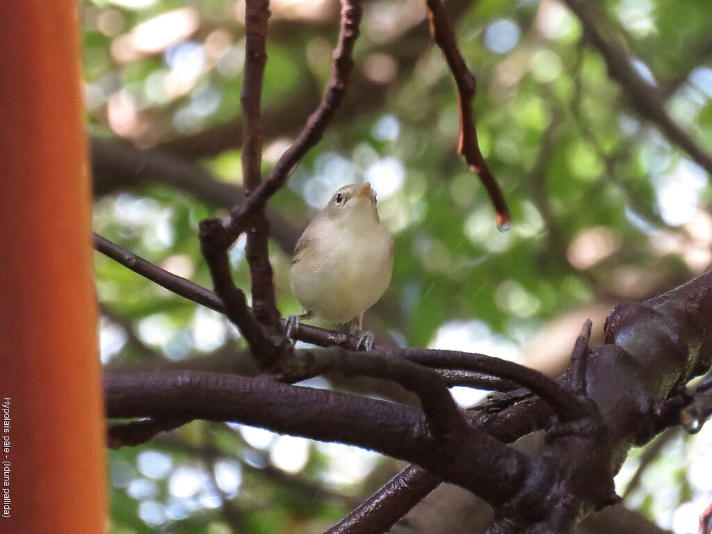 Eastern Olivaceous Warbler