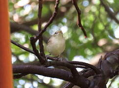 Eastern Olivaceous Warbler