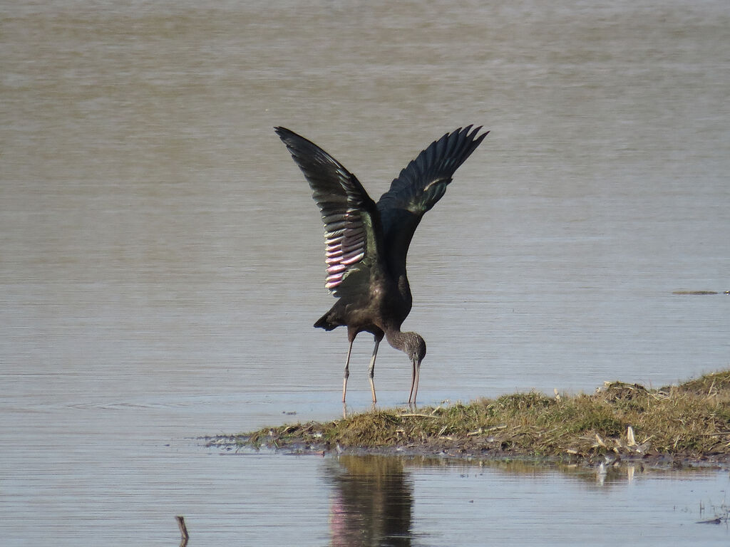 Ibis falcinelle