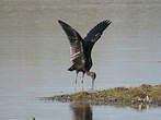 Ibis falcinelle