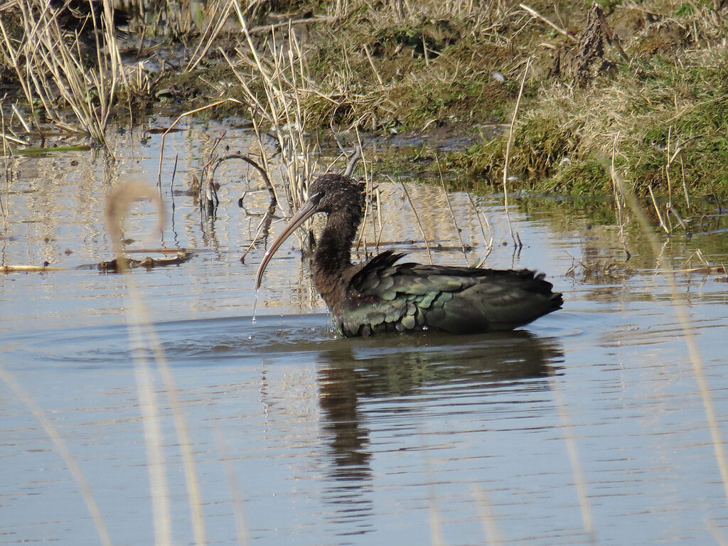 Glossy Ibis