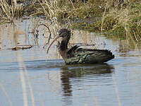 Ibis falcinelle