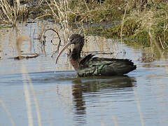 Glossy Ibis