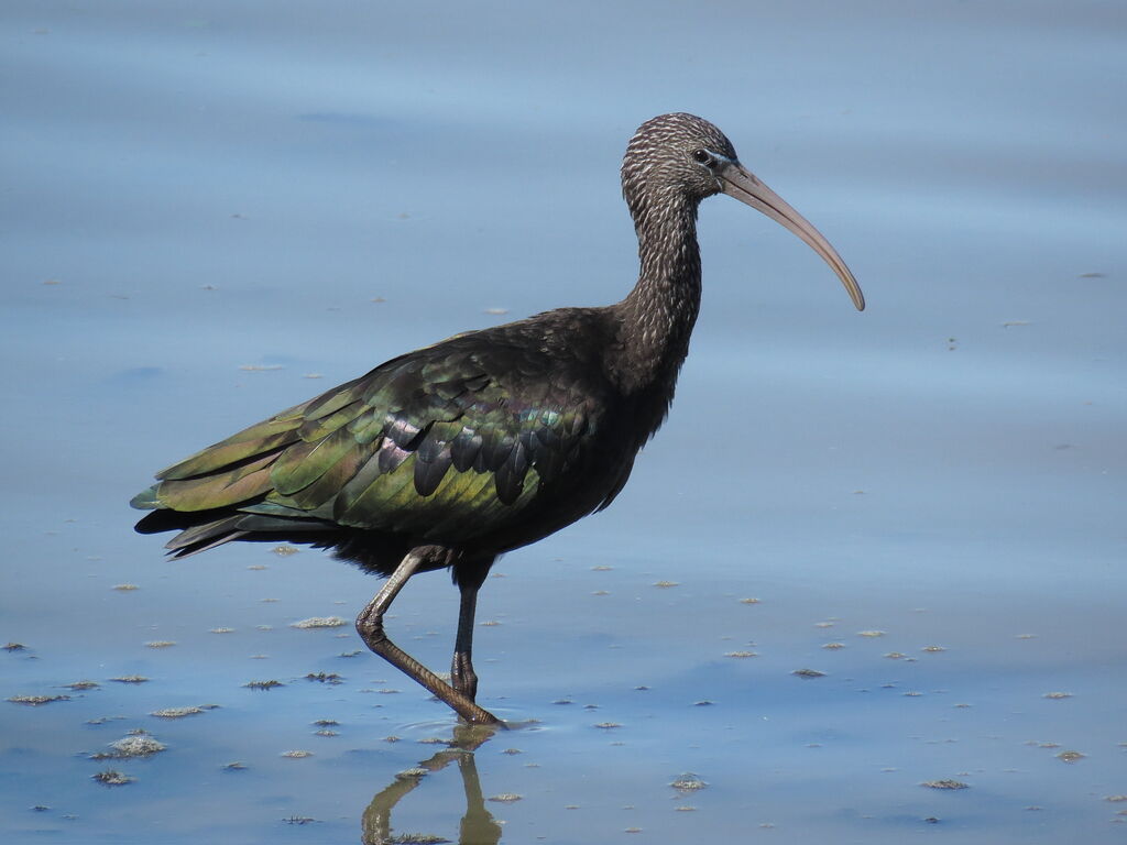 Ibis falcinelle